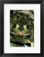 Framed Close-up of a Pig Frog (Rana grylio)