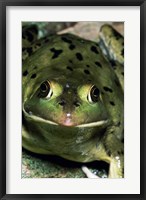 Framed Close-up of a Pig Frog (Rana grylio)