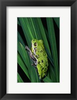 Framed Close-up of a Barking Tree Frog resting on a leaf