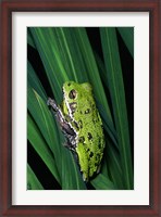 Framed Close-up of a Barking Tree Frog resting on a leaf
