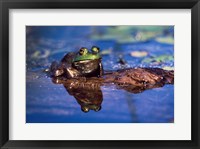 Framed Bullfrog