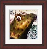 Framed Profile of playground frog