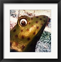 Framed Profile of playground frog