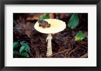 Framed Toad