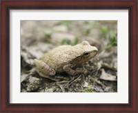 Framed Close-up of a toad on the ground