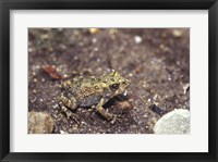 Framed Close-up of a toad on a rock