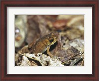 Framed Close-up of a toad on the ground