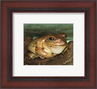 Framed Cuban Tree Frog