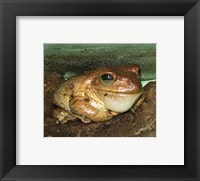 Framed Cuban Tree Frog