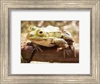 Framed Frog on Bough