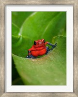 Framed Poster Frog
