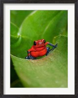 Framed Poster Frog