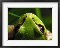 Framed Tree Frog