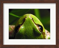 Framed Tree Frog