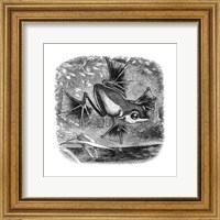 Framed Wallace Frog