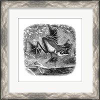 Framed Wallace Frog