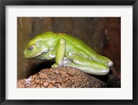Framed Waxy Tree Frog