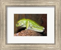 Framed Waxy Tree Frog