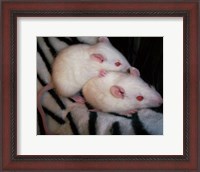 Framed White Mice