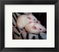 Framed White Mice