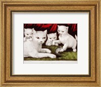 Framed Three Little White Kitties