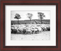 Framed Cyclists passing a herd of sheep, Tour de France 1938