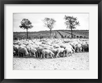 Framed Cyclists passing a herd of sheep, Tour de France 1938