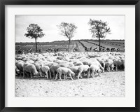 Framed Cyclists passing a herd of sheep, Tour de France 1938