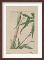 Framed Bamboo Tree Detail