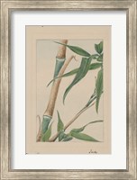 Framed Bamboo Tree Detail