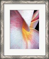 Framed Flowers II
