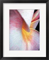 Flowers II Framed Print