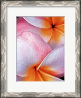 Framed Flowers I