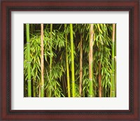 Framed Bamboo Richelieu
