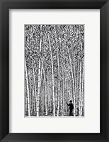 Framed Man and Bamboo