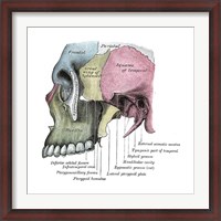 Framed Skull Diagram