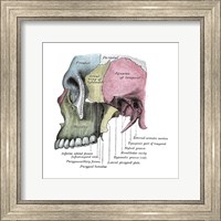 Framed Skull Diagram