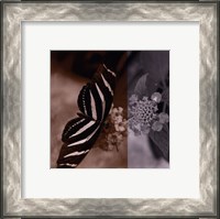 Framed Butterfly Study IV