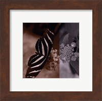 Framed Butterfly Study IV