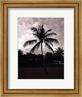 Framed Palms At Night II
