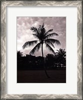 Framed Palms At Night II