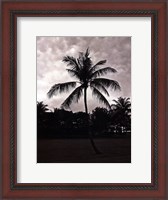 Framed Palms At Night II