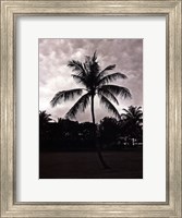 Framed Palms At Night II