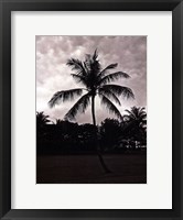 Palms At Night II Framed Print