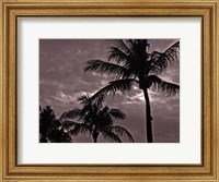 Framed Palms At Night IV