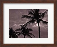 Framed Palms At Night IV