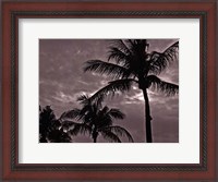 Framed Palms At Night IV