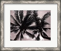 Framed Palms At Night V