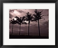 Framed Palms At Night VI
