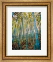 Framed Bamboo Forest, Sagano, Japan